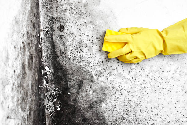 Best Mold Removal for HVAC Installations  in Inwood, NY